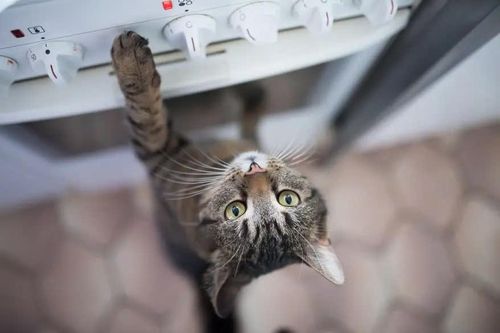 Suýt cháy nhà vì mèo bật lò nướng lúc nửa đêm