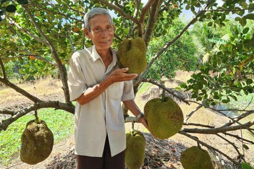 Lão nông lãi hàng trăm triệu mỗi năm nhờ trồng mít không hạt