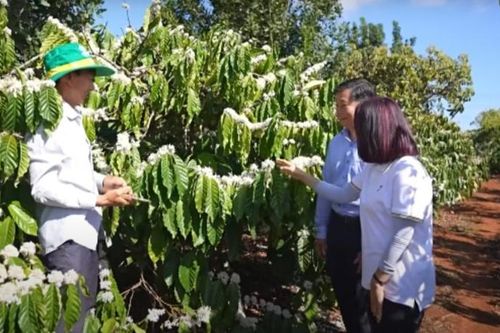 Phân bón Cà Mau góp phần tạo nên những mùa vàng cho bà con Tây Nguyên