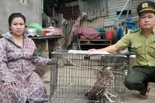 Nhặt được chim quý nặng 1,5kg, người phụ nữ giao nộp ngay cho kiểm lâm