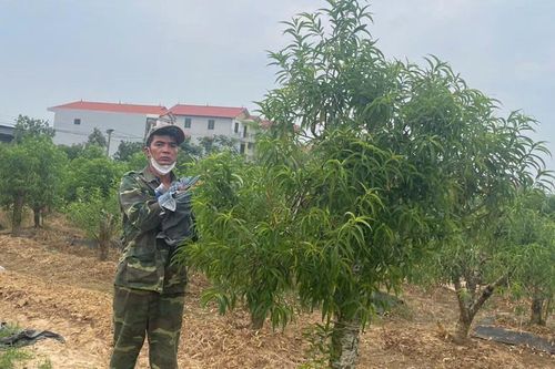 Ghen ăn tức ở, nửa đêm đi hủy hoại 350 cây đào cảnh của người cùng thôn