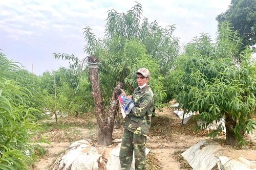 Bắt hai đối tượng phá hoại hàng trăm cây đào ở Mê Linh