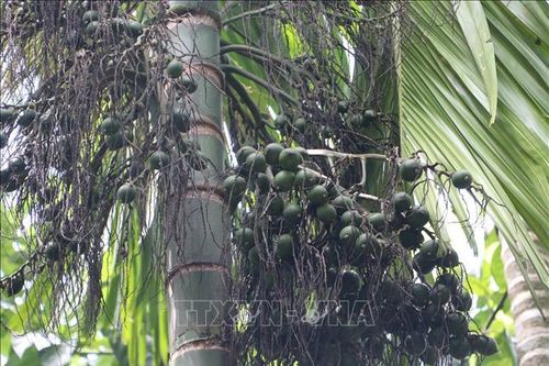 Giá cau tăng cao, khuyến cáo người dân không ồ ạt trồng mới