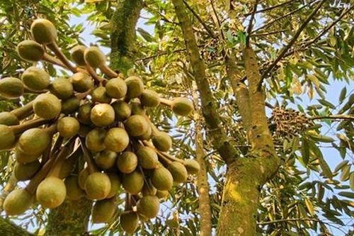 Ở nhà trồng 1 loại cây 'quý như vàng', ông nông dân nhẹ nhàng kiếm hơn 1 tỷ đồng