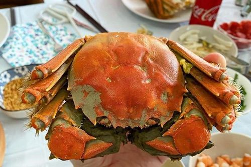 Nhập cua 'quý tộc' của Trung Quốc về nuôi, thu hàng tỷ đồng mỗi vụ