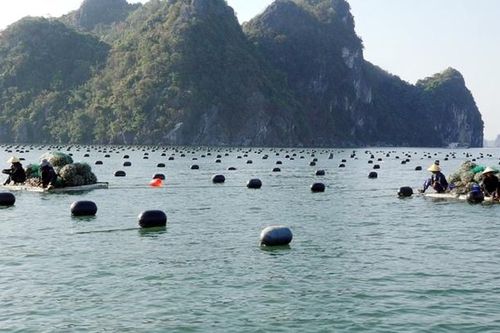 Quảng Ninh: Bàn giao 5.500 ha mặt nước cho các hộ nuôi trồng thủy sản