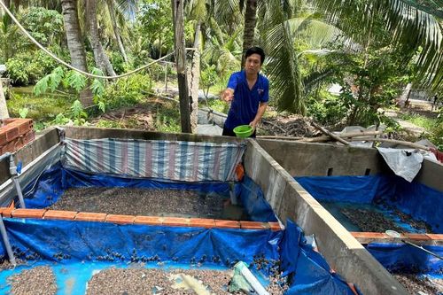 Nuôi loài lưỡng cư quen thuộc, anh nông dân 'đút túi' 20 triệu đồng/tháng