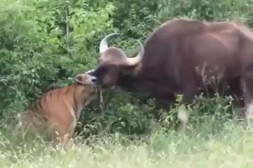 CLIP: Hổ Sumatra săn bò tót với 'tốc độ chớp nhoáng' khiến con mồi không kịp phản kháng