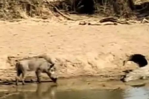 CLIP: Heo rừng thoát chết trong gang tấc vì 'đùa giỡn' với cá sấu