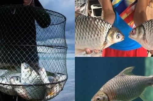 Loài cá của Việt Nam suýt tuyệt chủng bỗng hồi sinh kỳ diệu, nay là đặc sản nổi tiếng siêu hút khách
