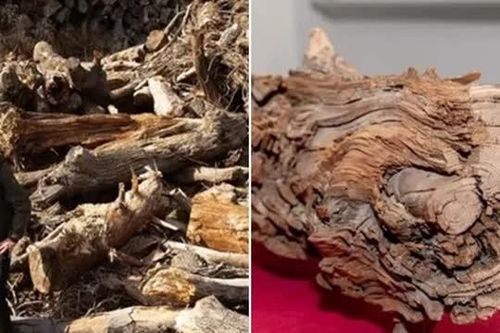 Bí mật về khúc gỗ quý 3.775 năm tuổi được chôn vùi dưới đất, giá trị không thể đong đếm
