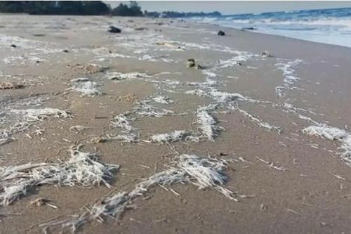 Bãi biển xuất hiện vô số sinh vật như kim nhọn, khách du lịch hoảng hốt bỏ chạy