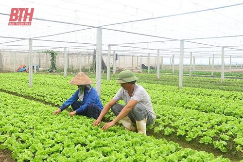 Thọ Xuân nhân rộng các mô hình sản xuất nông nghiệp