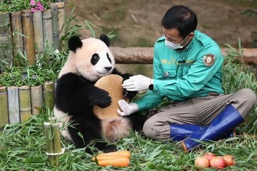 Fu Bao - Bảo bối của ông: nàng 'công chúa' gấu trúc vạn người mê