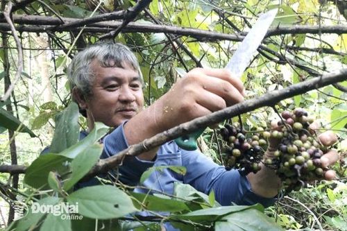 Mùa hái nho rừng