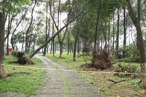 Nhiều cây xanh bật gốc đổ xuống đường trong cơn mưa lớn tại Biên Hòa