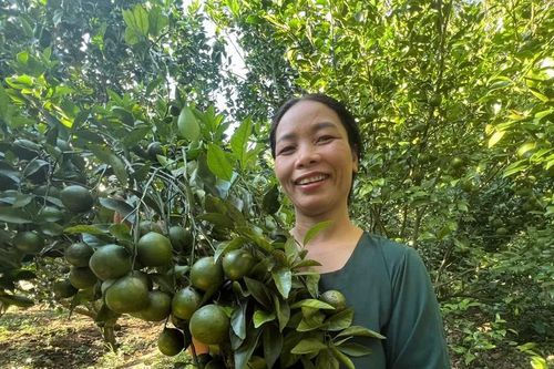 Cây quýt đường - mở hướng thoát nghèo cho nông dân Chư Păh