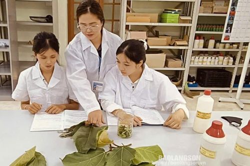 Nghiên cứu Dịch chiết từ lá vả: Giải pháp triển vọng trong bảo quản nông sản, thực phẩm