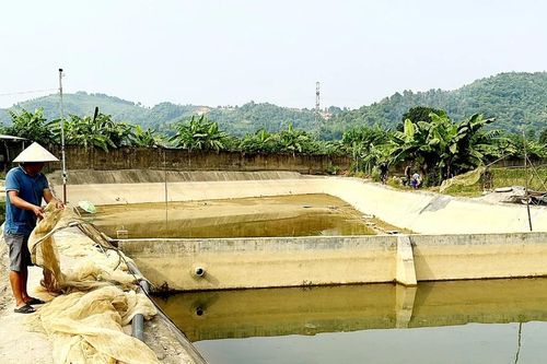 Người nuôi thủy sản thiệt hại sau lũ cần hỗ trợ khôi phục nghề