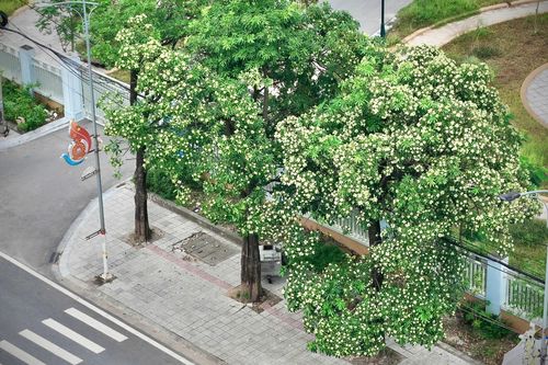 Mùa hoa sữa về trên phố