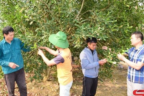 Sốp Cộp phát triển cây mắc ca
