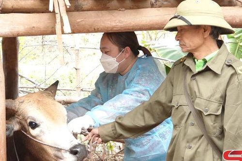Yên Châu phòng, chống dịch bệnh cho đàn vật nuôi