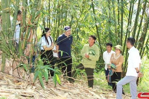 Triển vọng từ sản xuất, chế biến măng theo chuỗi giá trị
