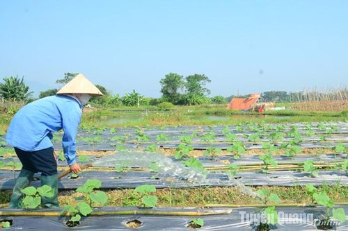 Lấy vụ đông bù vụ mùa
