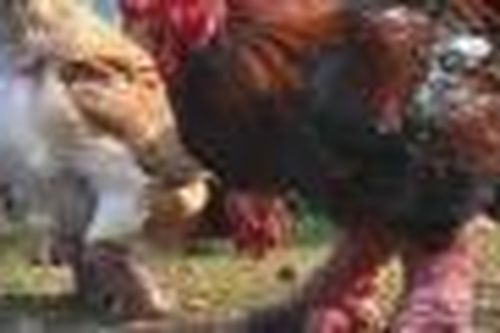 Câu chuyện khởi nghiệp nuôi gà Nguyễn Đình Lực