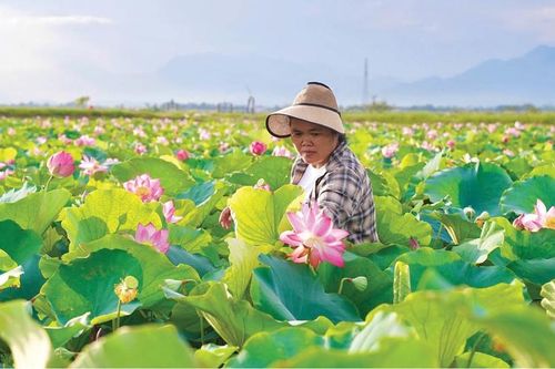 Triển vọng từ mô hình trồng sen chính vụ kết hợp rải vụ