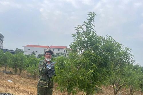Bắt khẩn cấp đối tượng cố ý hủy hoại hàng trăm cây đào thế của người dân huyện Mê Linh
