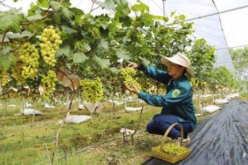 Vĩnh Phúc: Đẩy mạnh hỗ trợ phát triển kinh tế - xã hội vùng đồng bào dân tộc thiểu số và miền núi