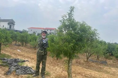 Bắt khẩn cấp kẻ hủy hoại 350 cây đào ở Mê Linh