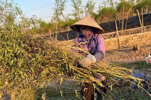 Người trồng đào và nỗi lo thiếu vốn tái sản xuất