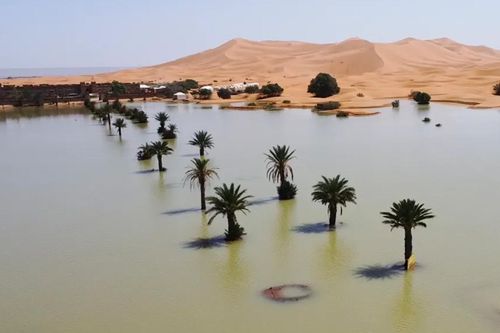 Kỳ lạ sa mạc Sahara ngập lụt vì trận mưa thế kỷ, hồ cạn khô 50 năm bỗng đầy nước