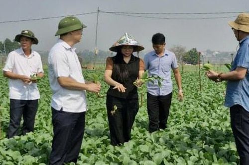 Kiểm tra sản xuất vụ đông, hỗ trợ nông dân Mê Linh giống rau