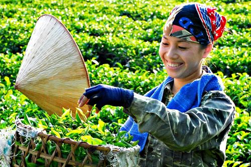 'Đệ nhất' danh trà Thái Nguyên