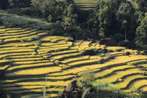 Mê đắm 'thu vàng' trên những thửa ruộng bậc thang ở Xà Phìn, tỉnh Hà Giang