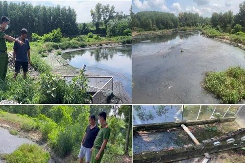 Trại heo 2000 con xả thải trực tiếp ra môi trường
