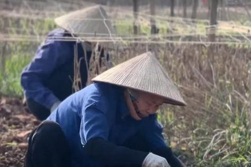 Hà Nội: Sau lũ, người dân nhổ đào chết, trồng su hào bán Tết