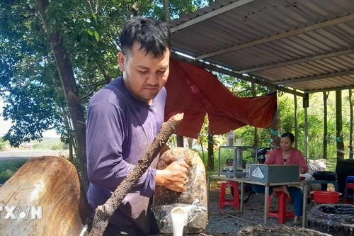Bình Phước: Giá 'vàng trắng' tiếp tục tăng vọt, nhà nông phấn khởi