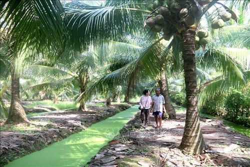 Trà Vinh tăng hơn 4.000 ha diện tích vườn dừa