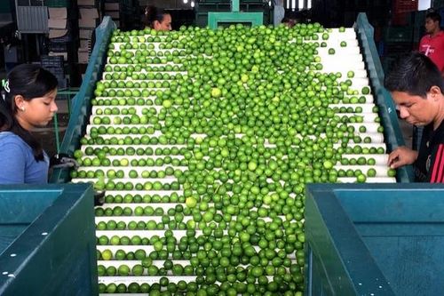 Mexico cử hàng trăm binh sĩ bảo vệ nông dân trồng chanh