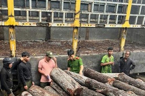 Vụ bắt giữ xe gỗ tại khu vực biên giới tỉnh Gia Lai: Đã xác định được vị trí rừng bị phá