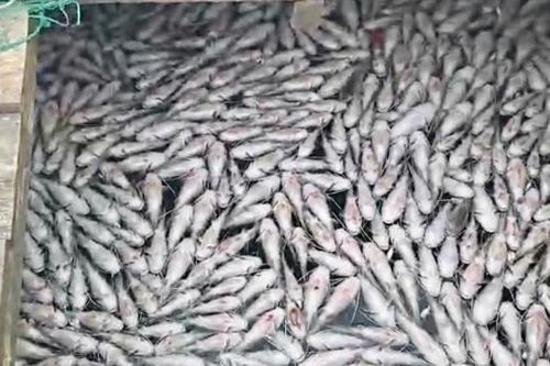 Gia Lai: Người dân ngậm ngùi nhìn cá chết la liệt kín mặt hồ Ia Mơr