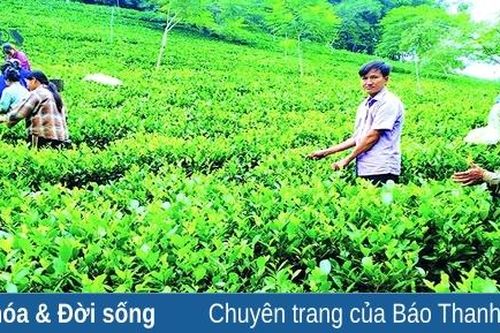 Trên đất Bình Sơn