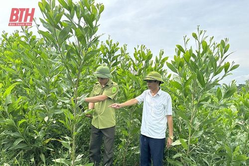 Nâng cao chất lượng, hiệu quả trồng rừng gỗ lớn