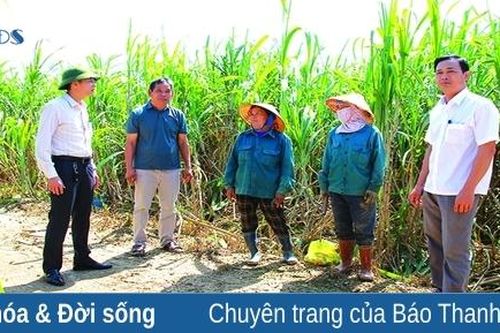 'Hồi sinh' cho cây mía nguyên liệu