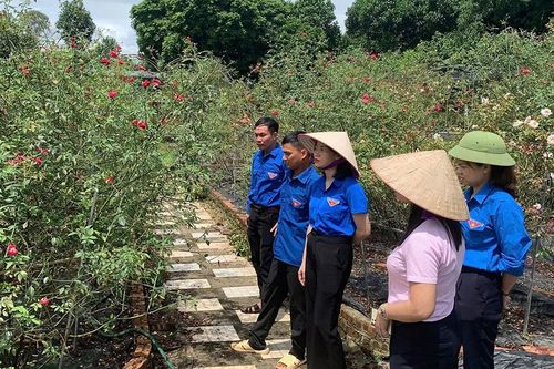 Sức trẻ vượt khó làm giàu