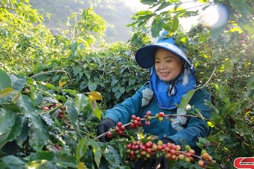 Mai Sơn phát triển cây cà phê bền vững